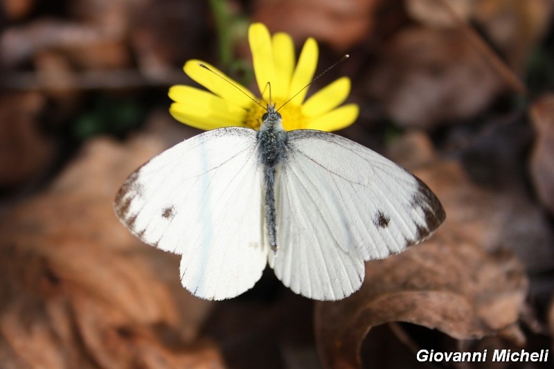 La vita in un fiore (Senecio inaequidens)